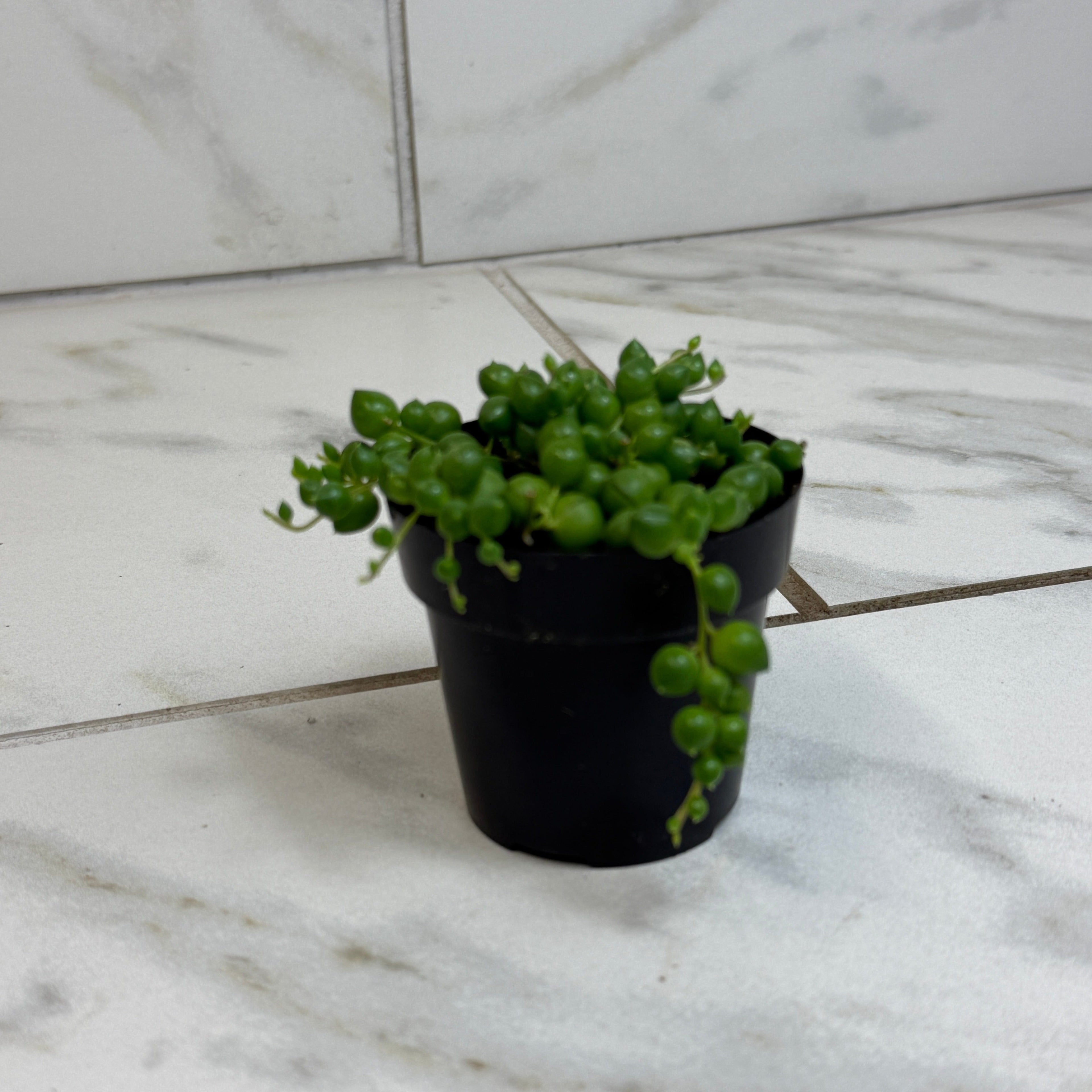 Curio rowleyanus 'String of Pearls', 2-inch Plant product image 1