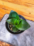 Sansevieria Black Jade Hahnii, 4-inch Plant