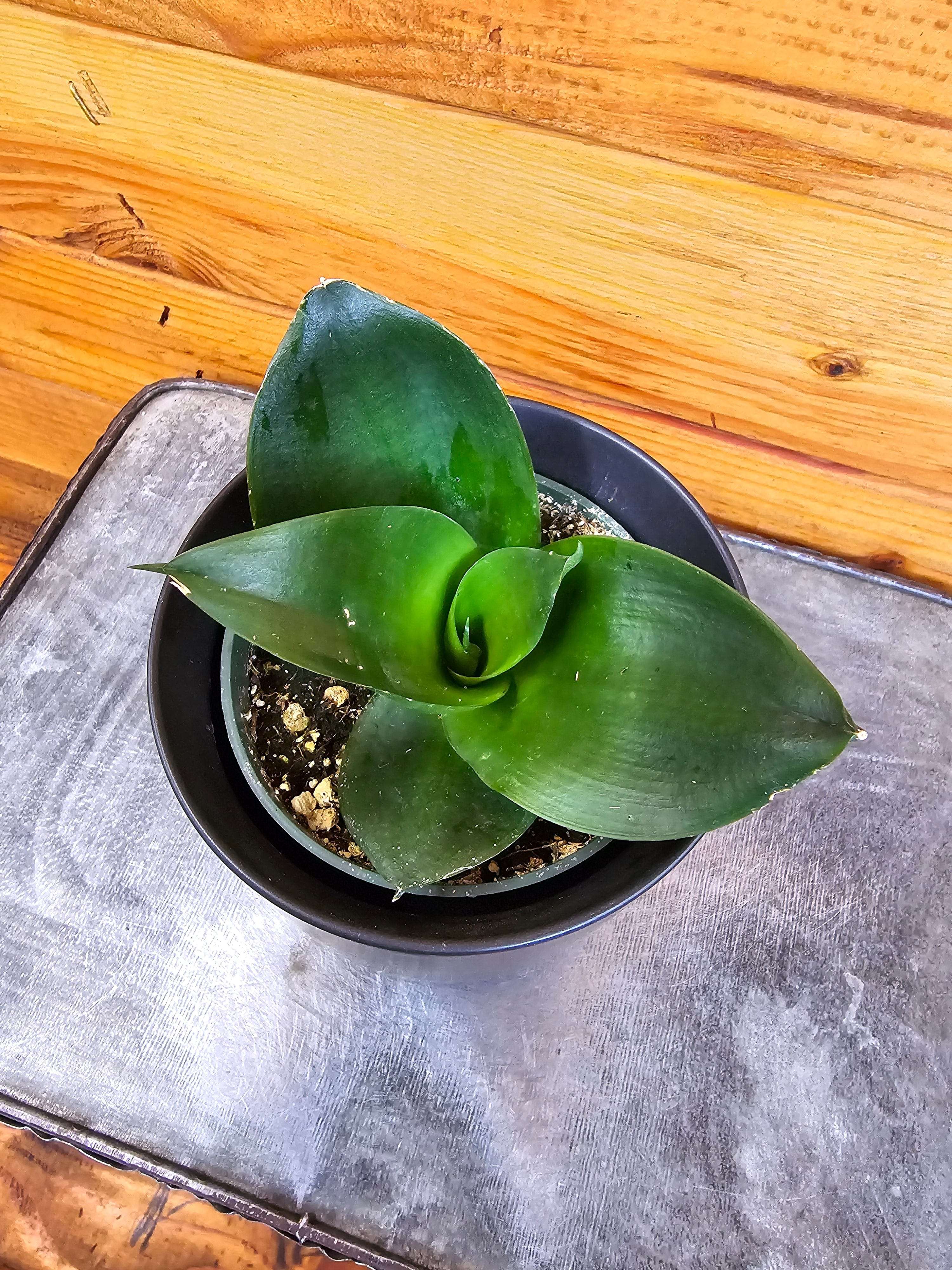 Sansevieria Black Jade Hahnii, 4-inch Plant