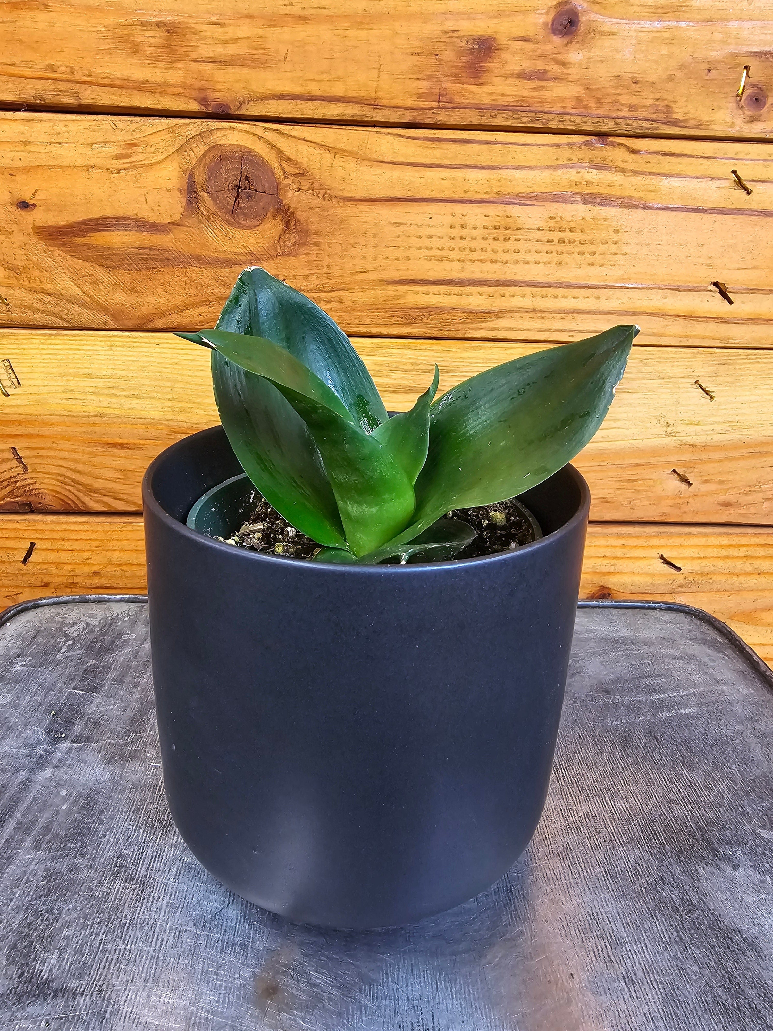 Sansevieria Black Jade Hahnii, 4-inch Plant — product image 2