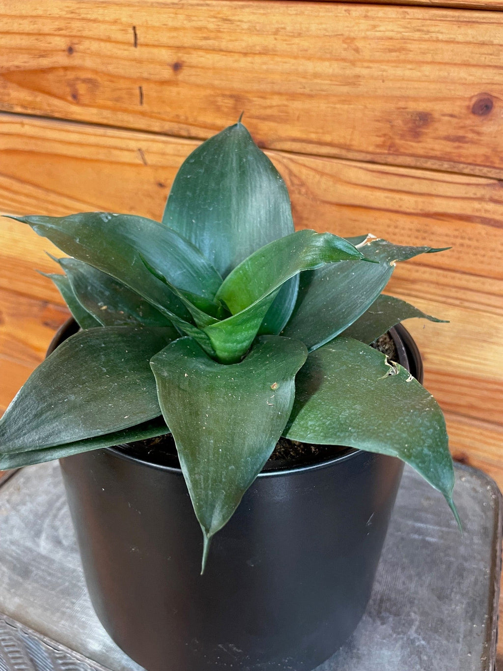 Sansevieria Black Jade Hahnii, 6-inch Plant — product image 5