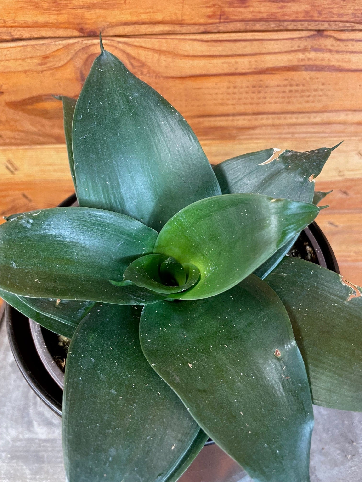 Sansevieria Black Jade Hahnii, 6-inch Plant — product image 4