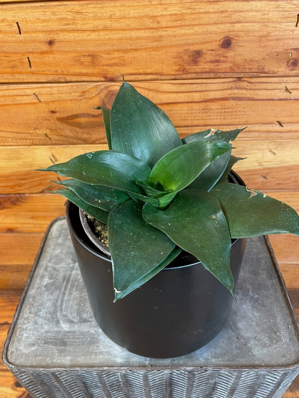 Sansevieria Black Jade Hahnii, 6-inch Plant — product image 3