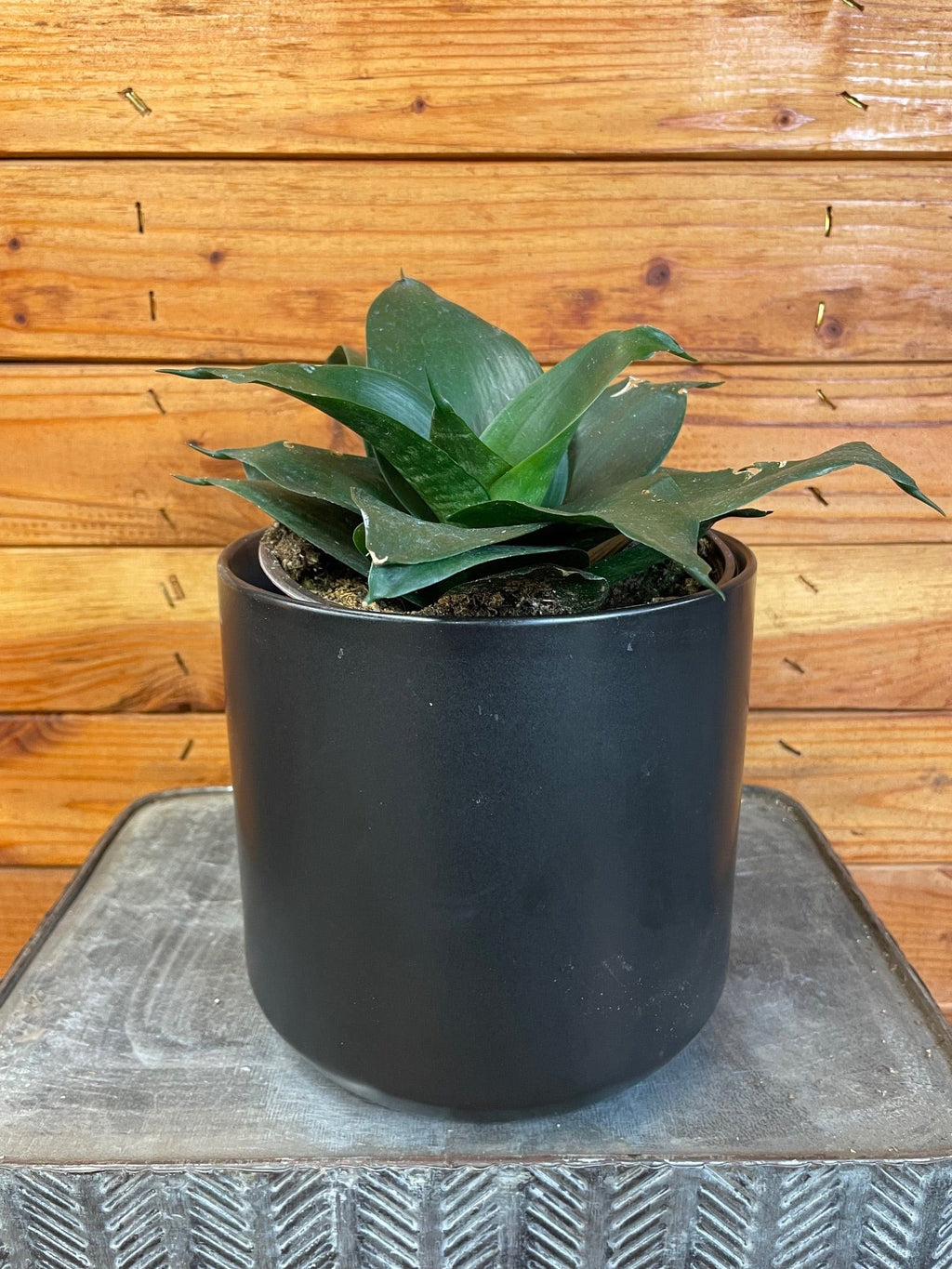 Sansevieria Black Jade Hahnii, 6-inch Plant — product image 2