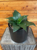 Sansevieria Black Jade Hahnii, 6-inch Plant