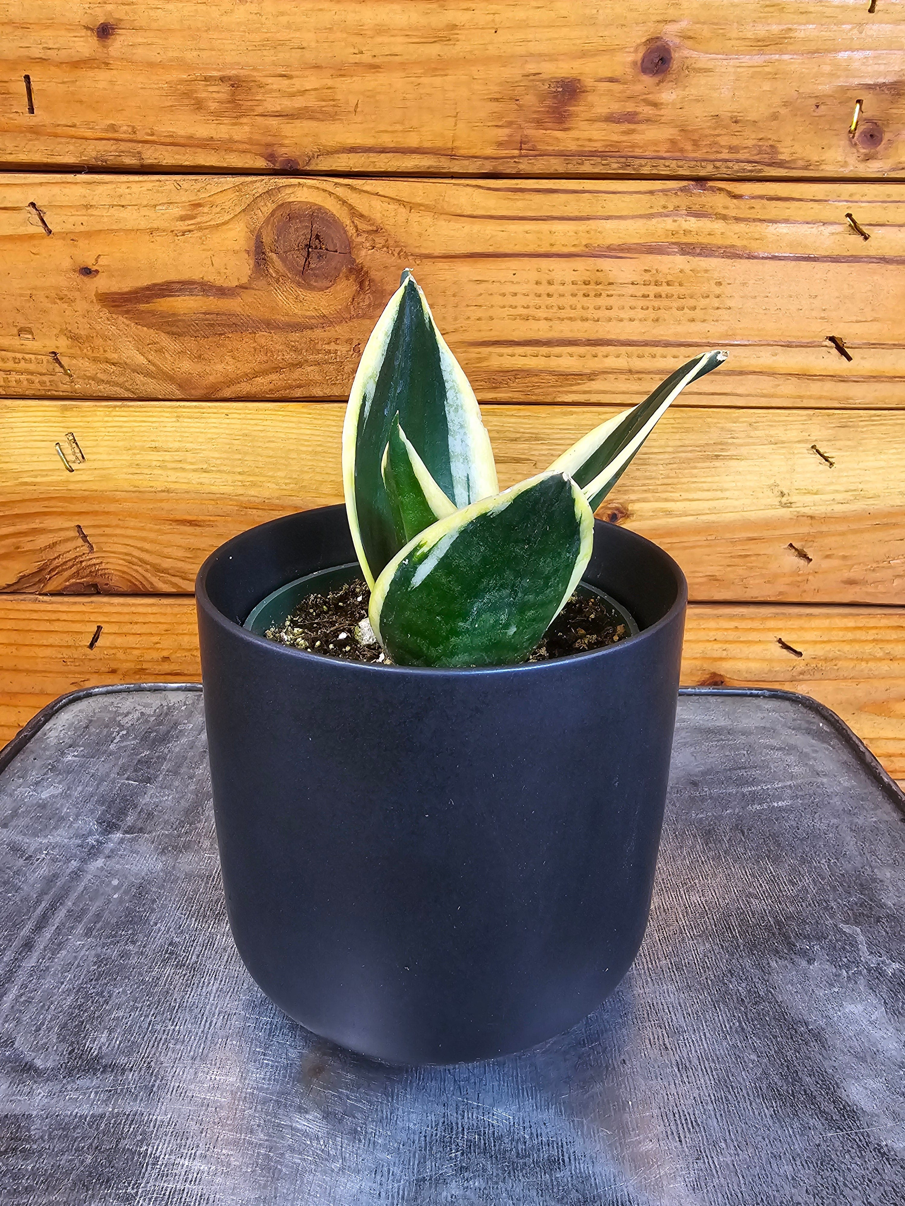 Sansevieria Jade Pagoda Hahnii, 4-inch Plant — product image 2