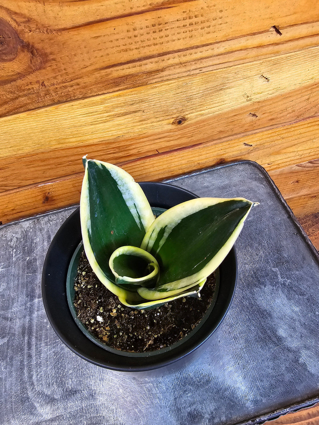 Sansevieria Jade Pagoda Hahnii, 4-inch Plant
