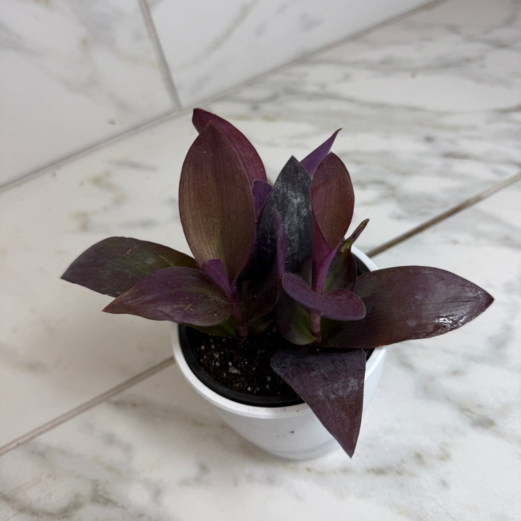Setcreasea 'Purple Heart', 4-inch Plant product image 5