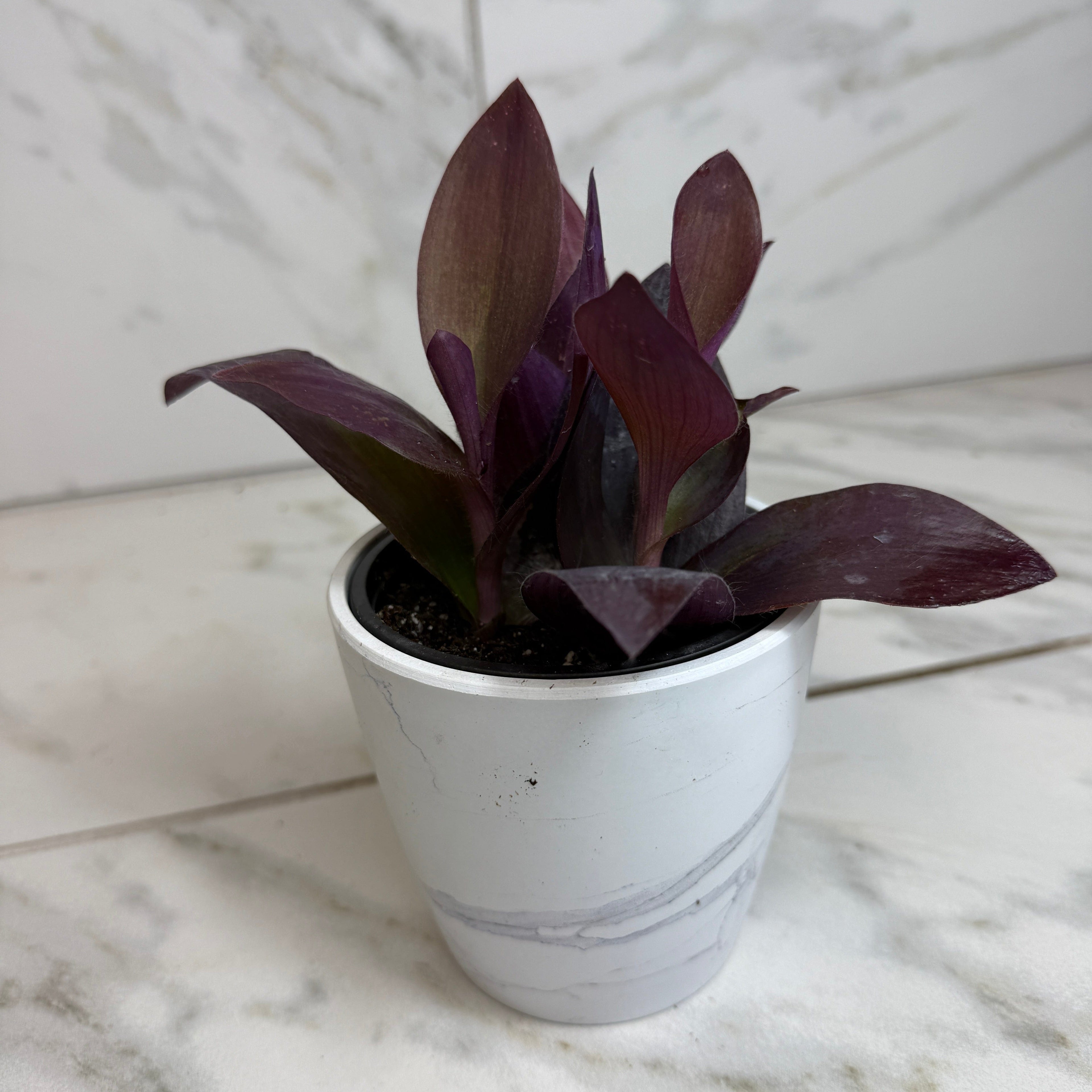 Setcreasea 'Purple Heart', 4-inch Plant product image 4