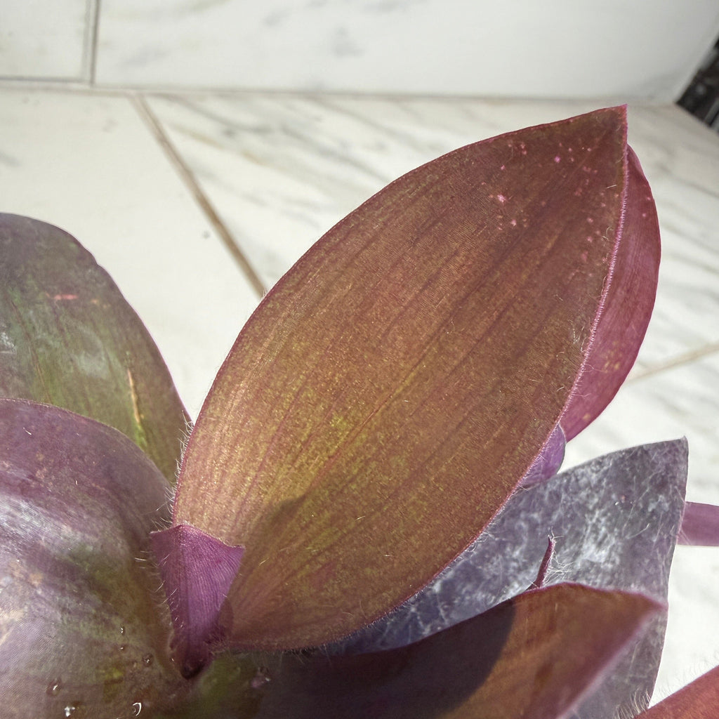 Setcreasea 'Purple Heart', 4-inch Plant product image 3