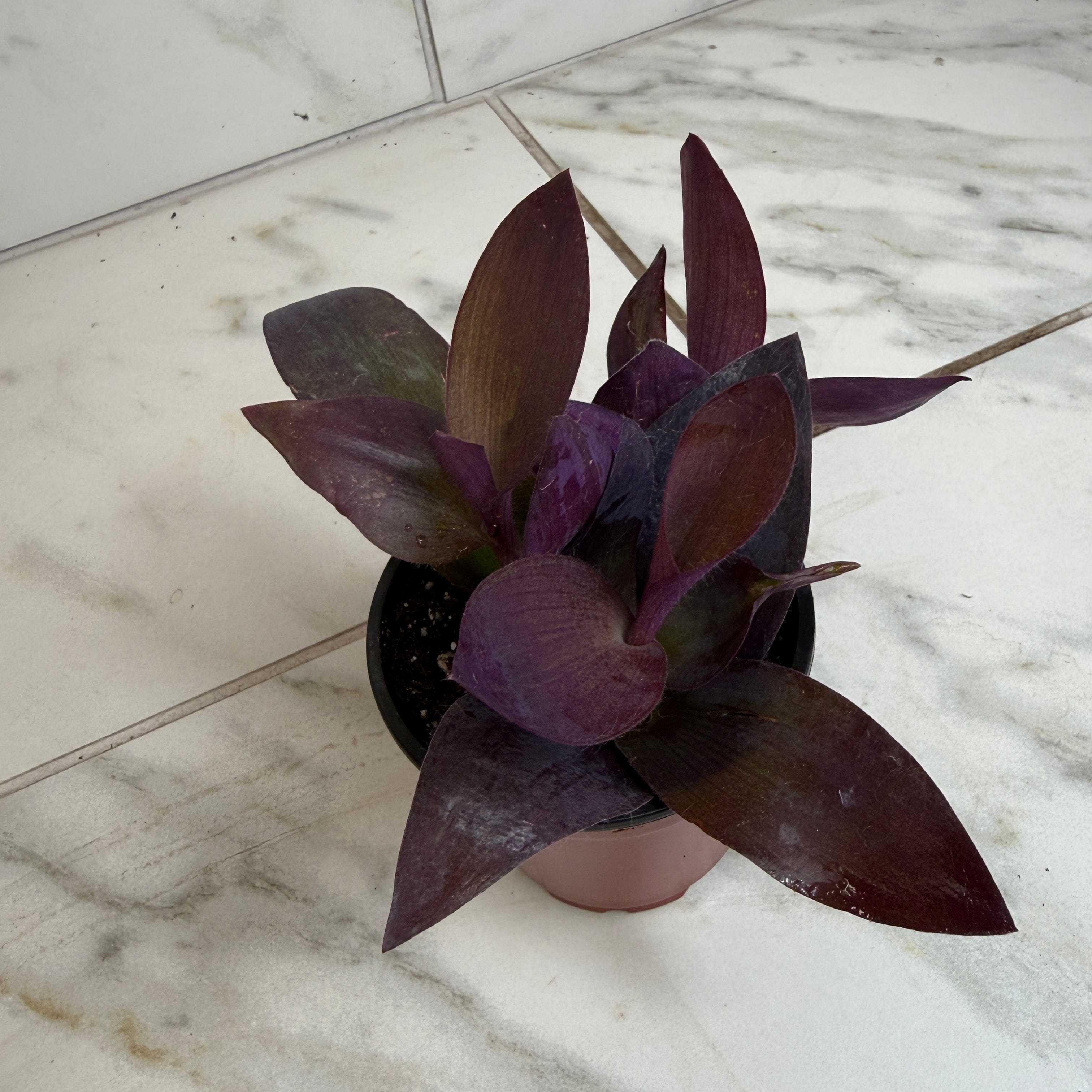 Setcreasea 'Purple Heart', 4-inch Plant product image 2