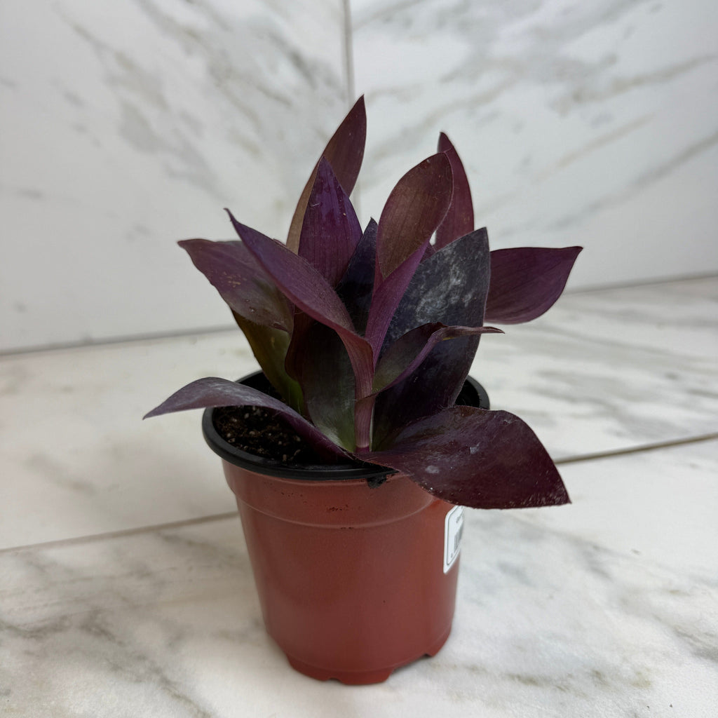Setcreasea 'Purple Heart', 4-inch Plant product image 1