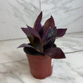 Setcreasea 'Purple Heart', 4-inch Plant product image 1