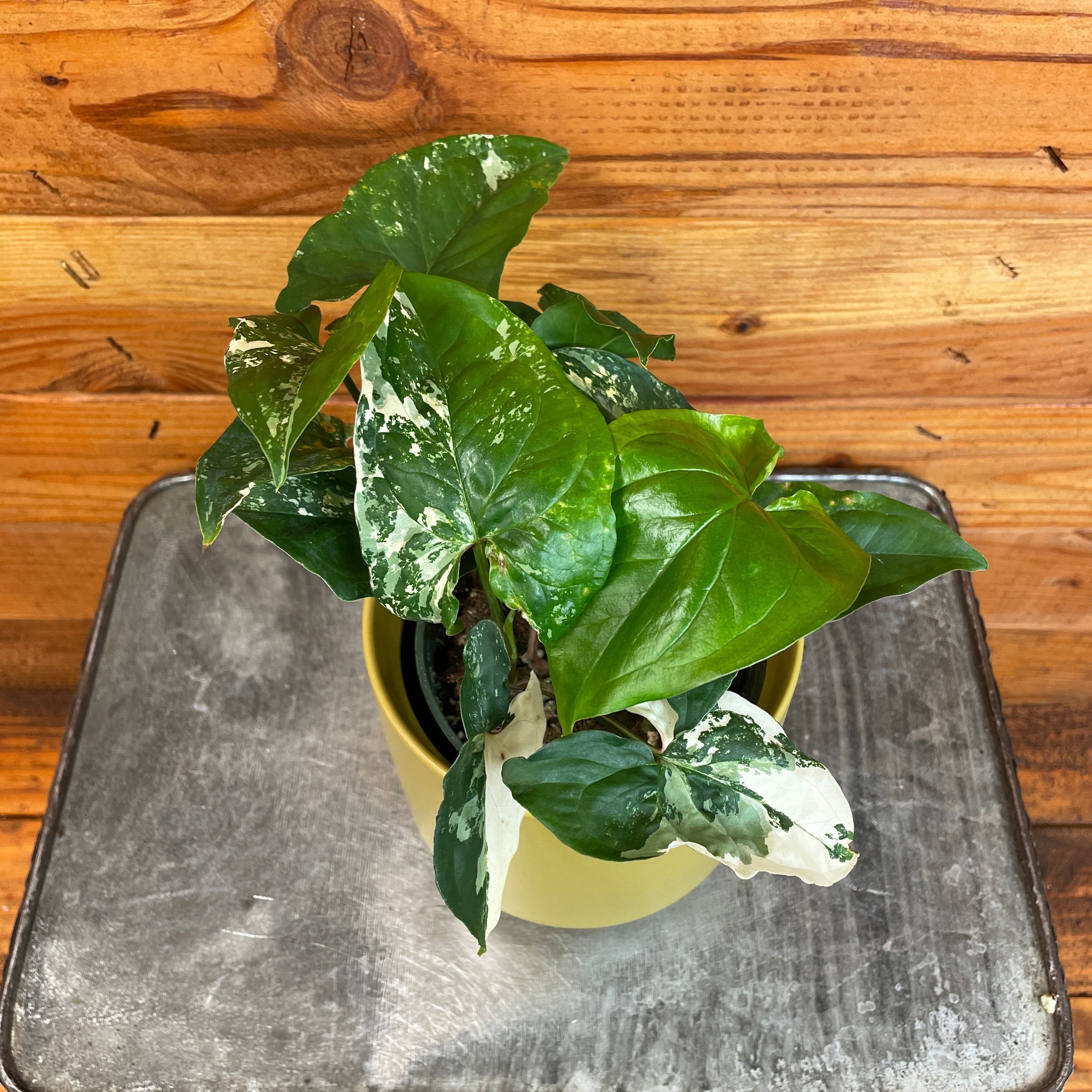Syngonium podophyllum 'Albo-Variegatum', 4-inch Plant product image 2