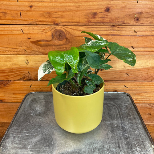 Syngonium podophyllum 'Albo-Variegatum', 4-inch Plant product image 1