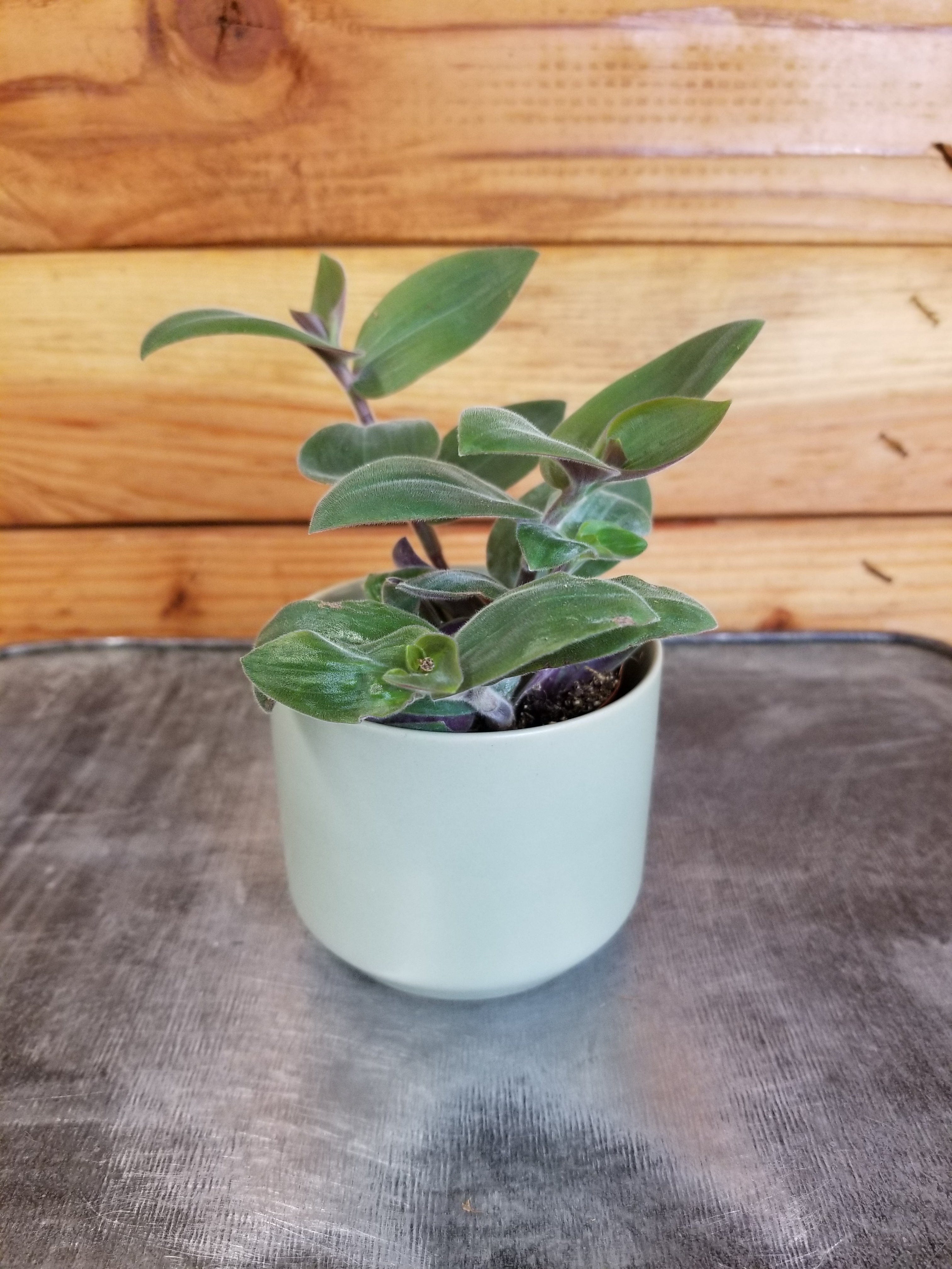 Tradescantia 'Baby Bunny Bellies', 2-inch Plant product image 2