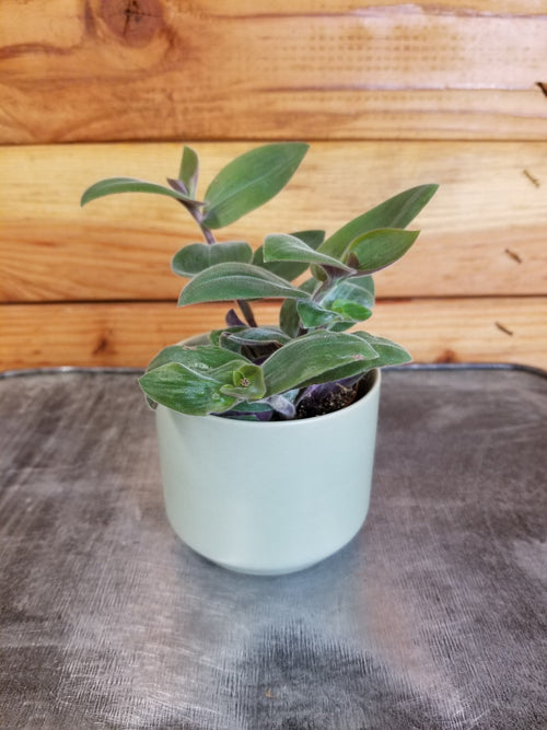 Tradescantia 'Baby Bunny Bellies', 2-inch Plant product image 2