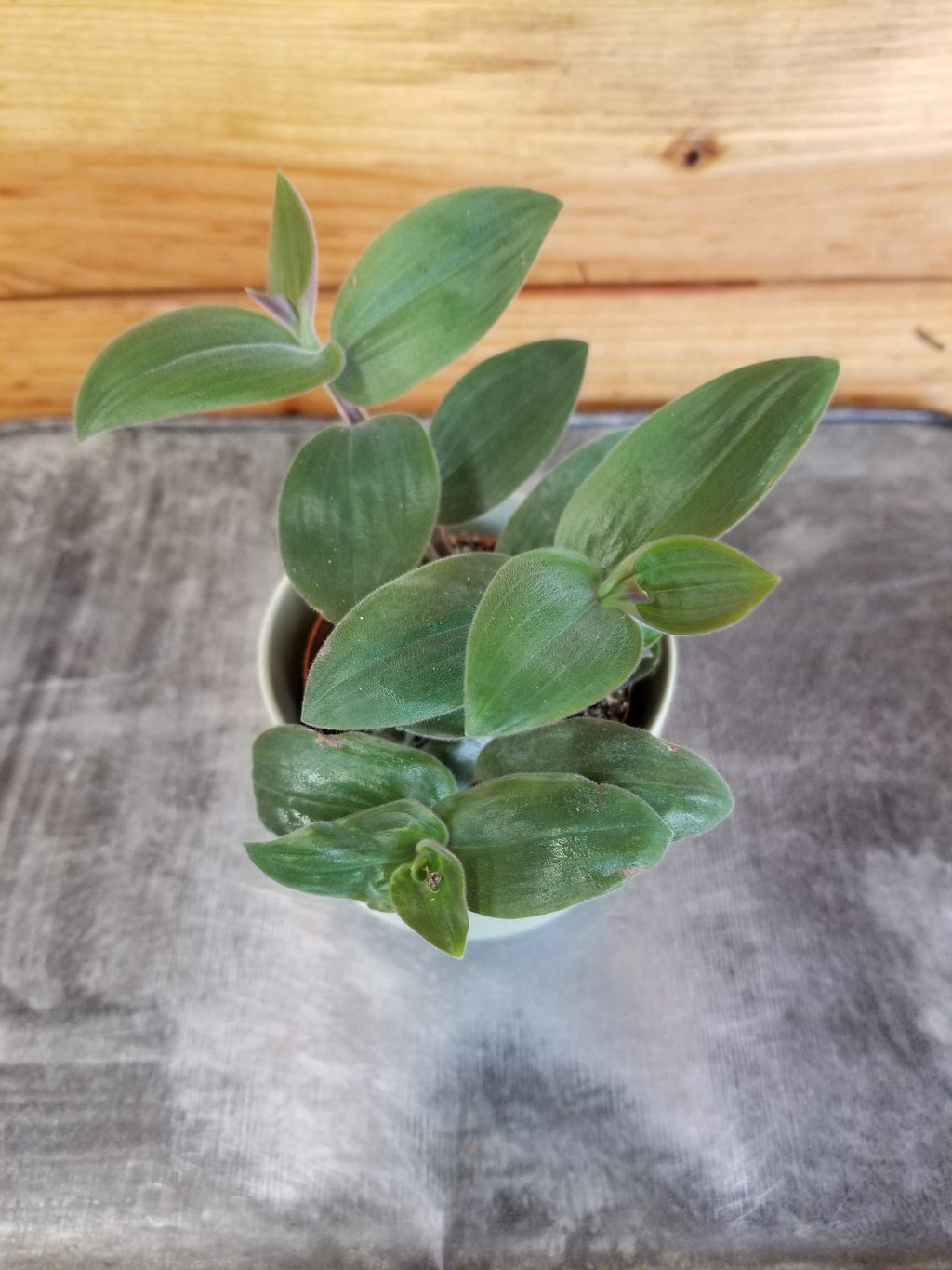 Tradescantia 'Baby Bunny Bellies', 2-inch Plant product image 1