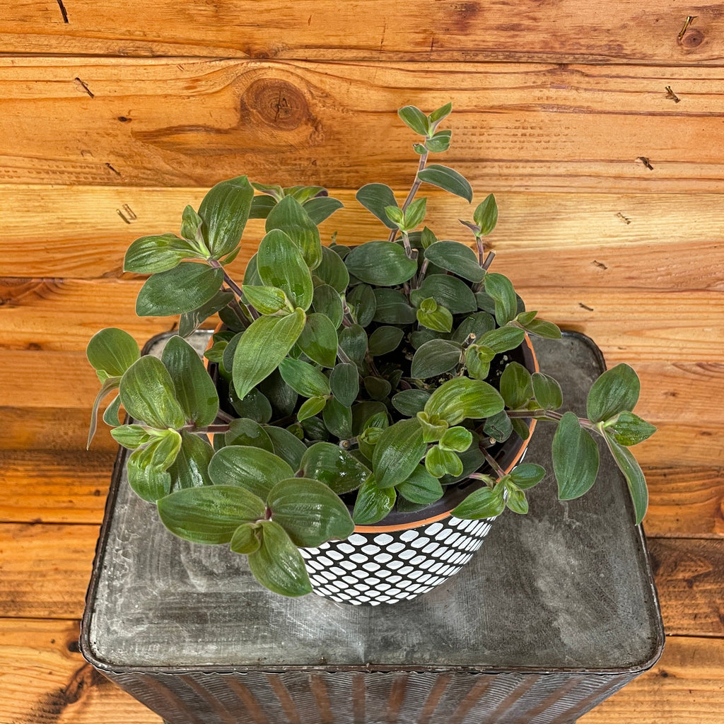 Tradescantia Baby Bunny Bellies, Cuttings, 5 Unrooted — product image 2
