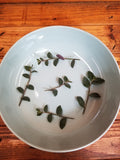 Tradescantia Baby Bunny Bellies, Cuttings, 5 Unrooted