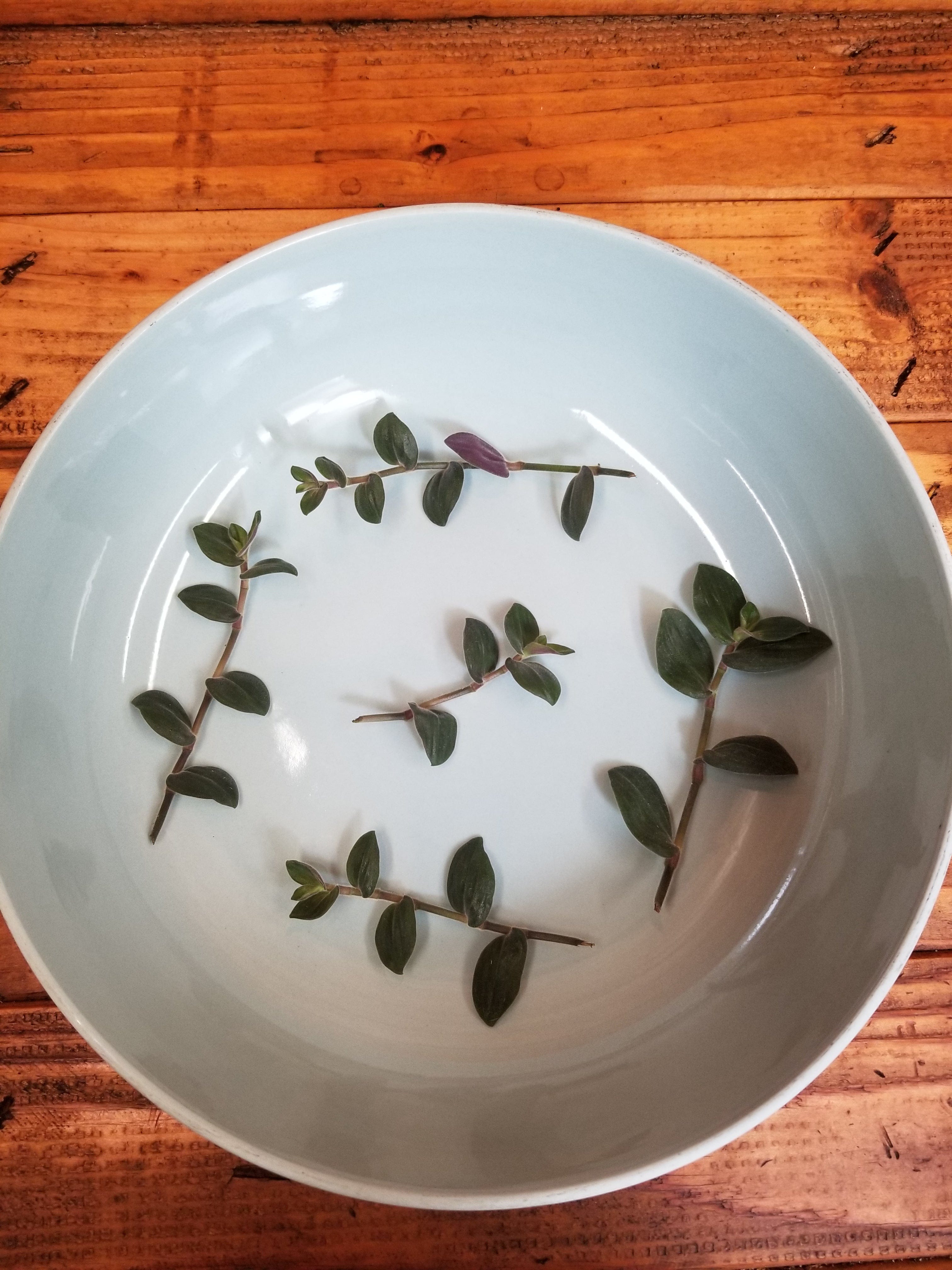 Tradescantia Baby Bunny Bellies, Cuttings, 5 Unrooted