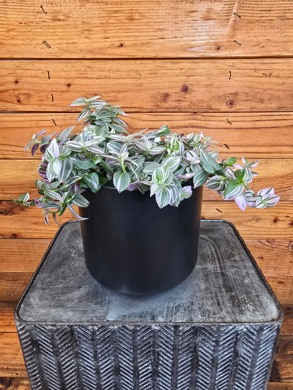 Tradescantia Lollipop, 6-inch Plant — product image 3
