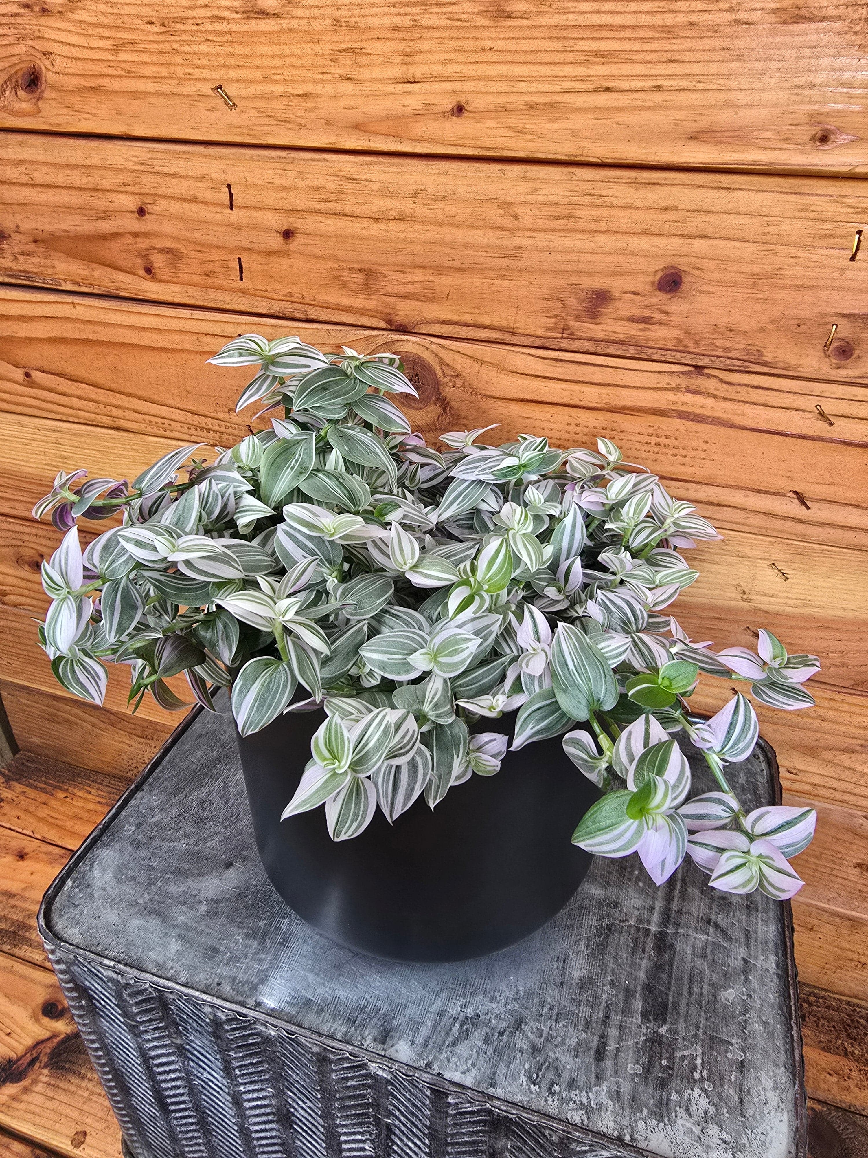 Tradescantia Lollipop, 6-inch Plant — product image 2