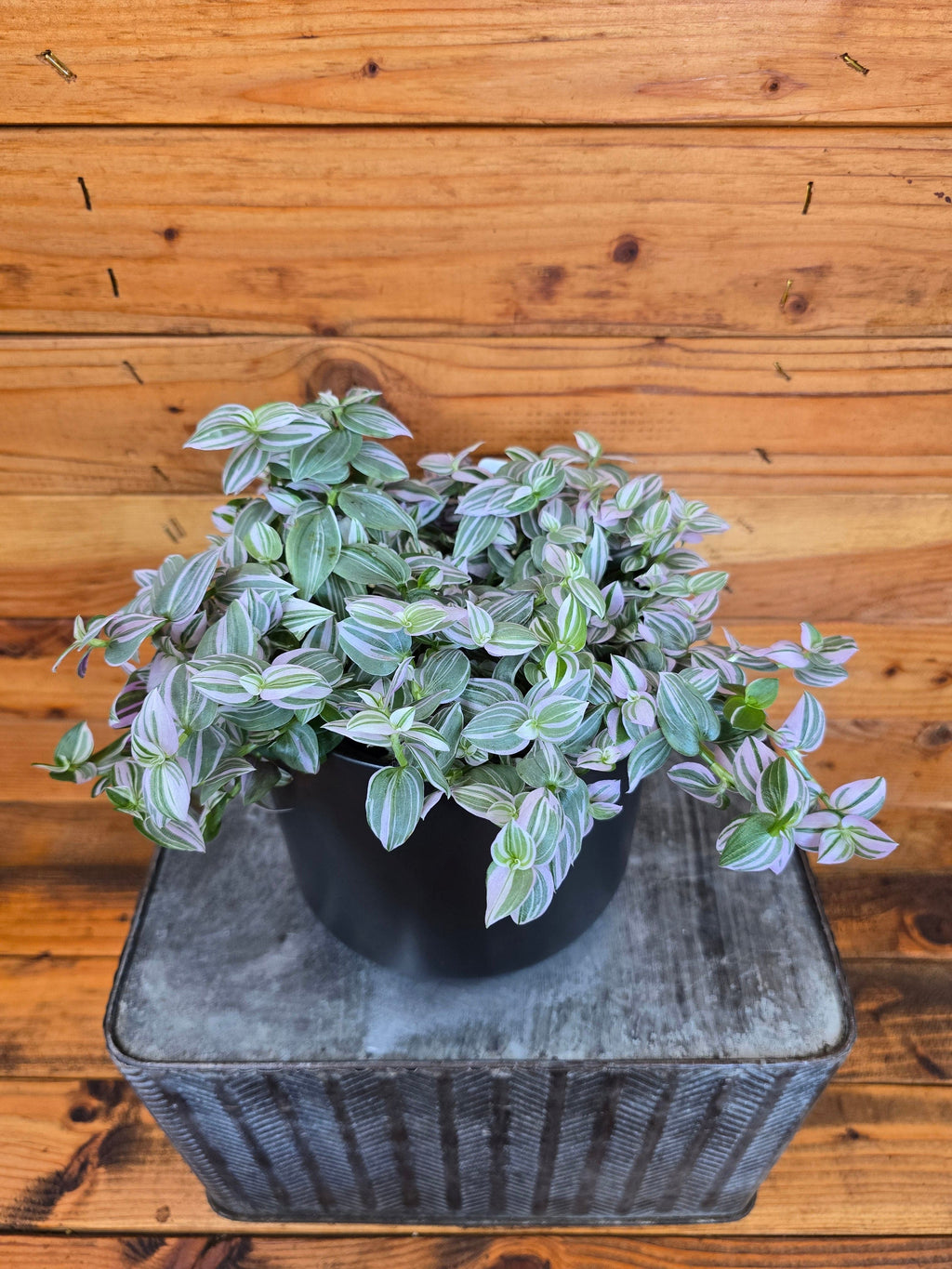 Tradescantia Lollipop, 6-inch Plant