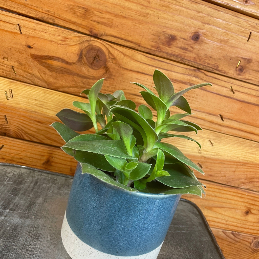 Tradescantia Sillamontana Purple Teddy Bear Vine, 4-inch Plant — product image 2