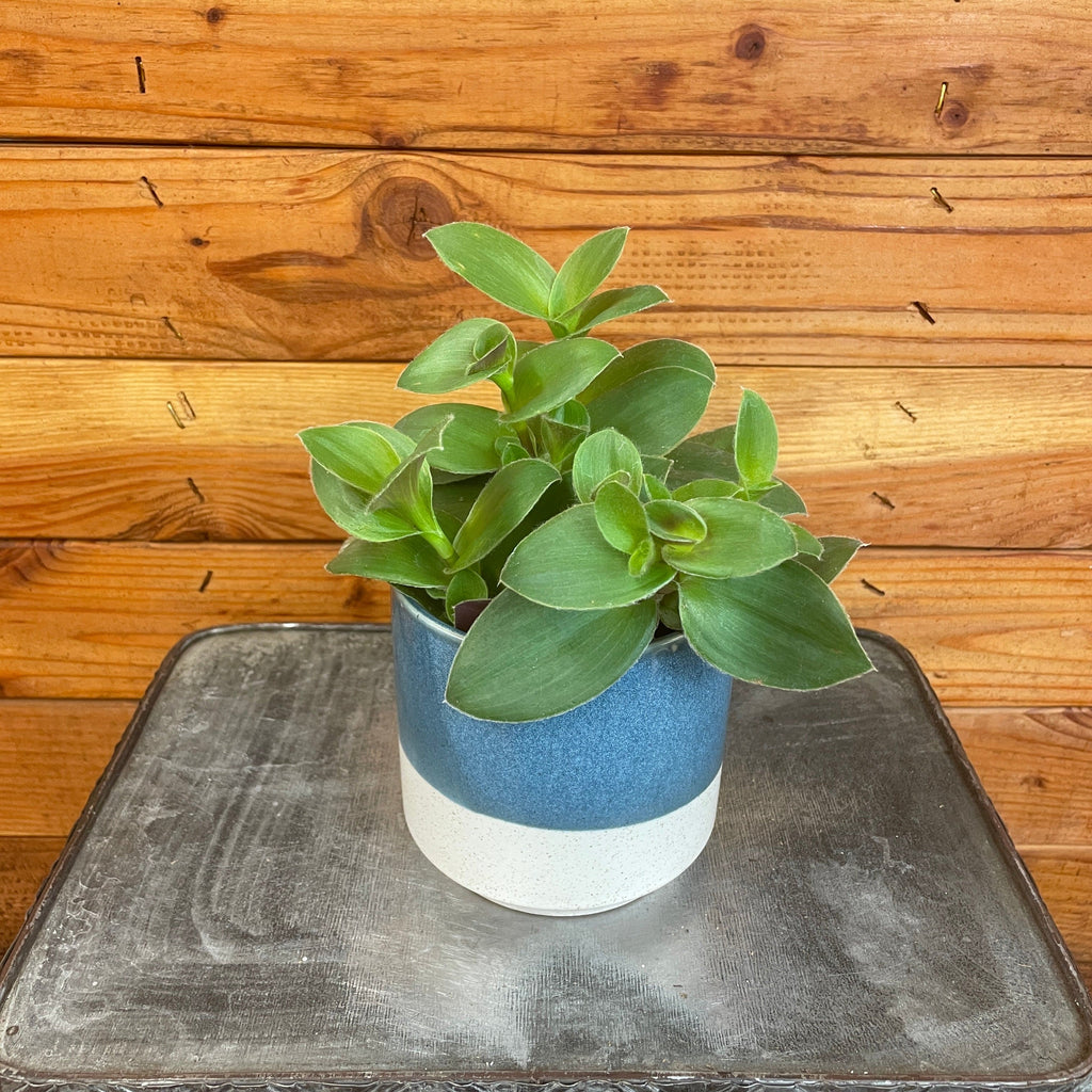 Tradescantia Sillamontana Purple Teddy Bear Vine, 4-inch Plant