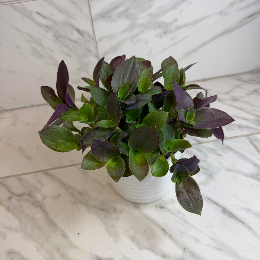 Tradescantia Sillamontana Purple Teddy Bear Vine, 6-inch Plant — product image 5