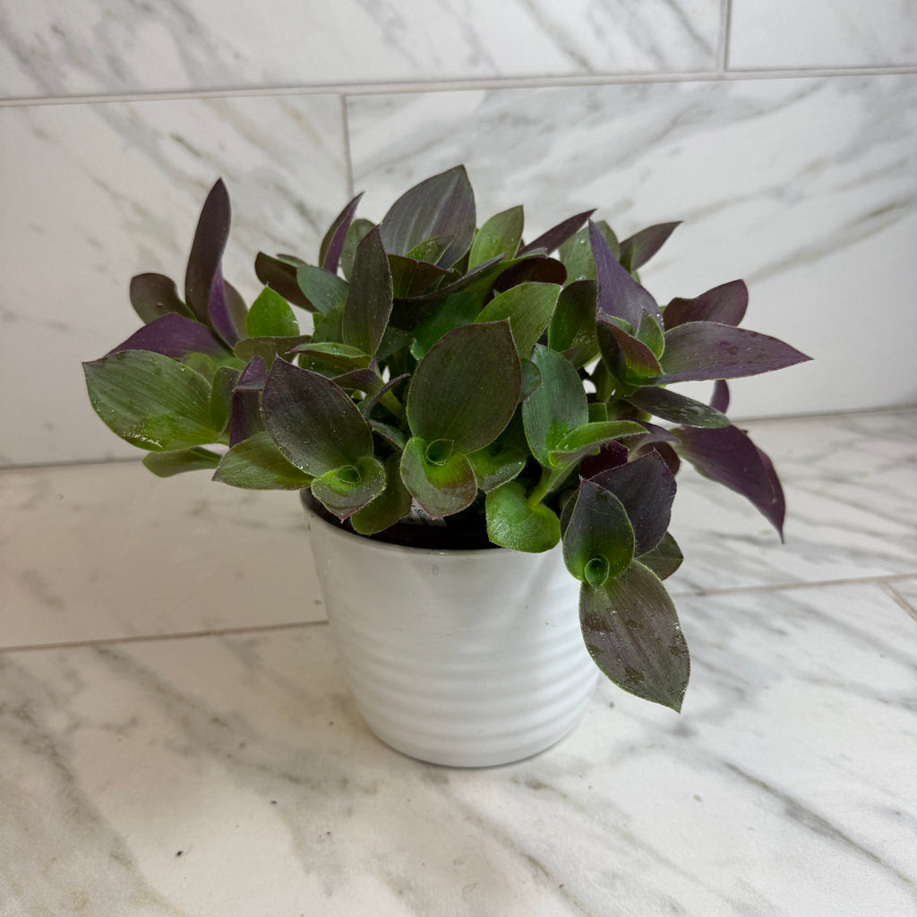 Tradescantia Sillamontana Purple Teddy Bear Vine, 6-inch Plant — product image 4