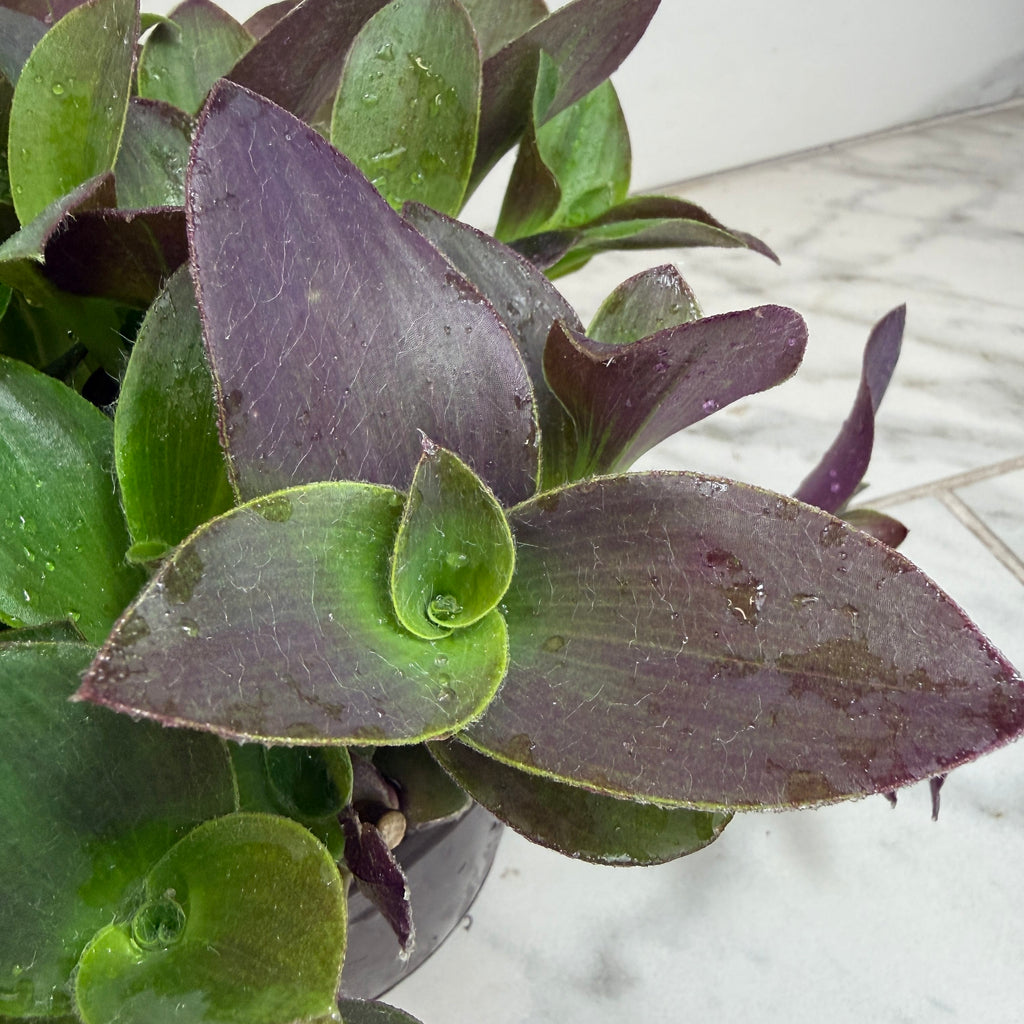 Tradescantia Sillamontana Purple Teddy Bear Vine, 6-inch Plant — product image 3
