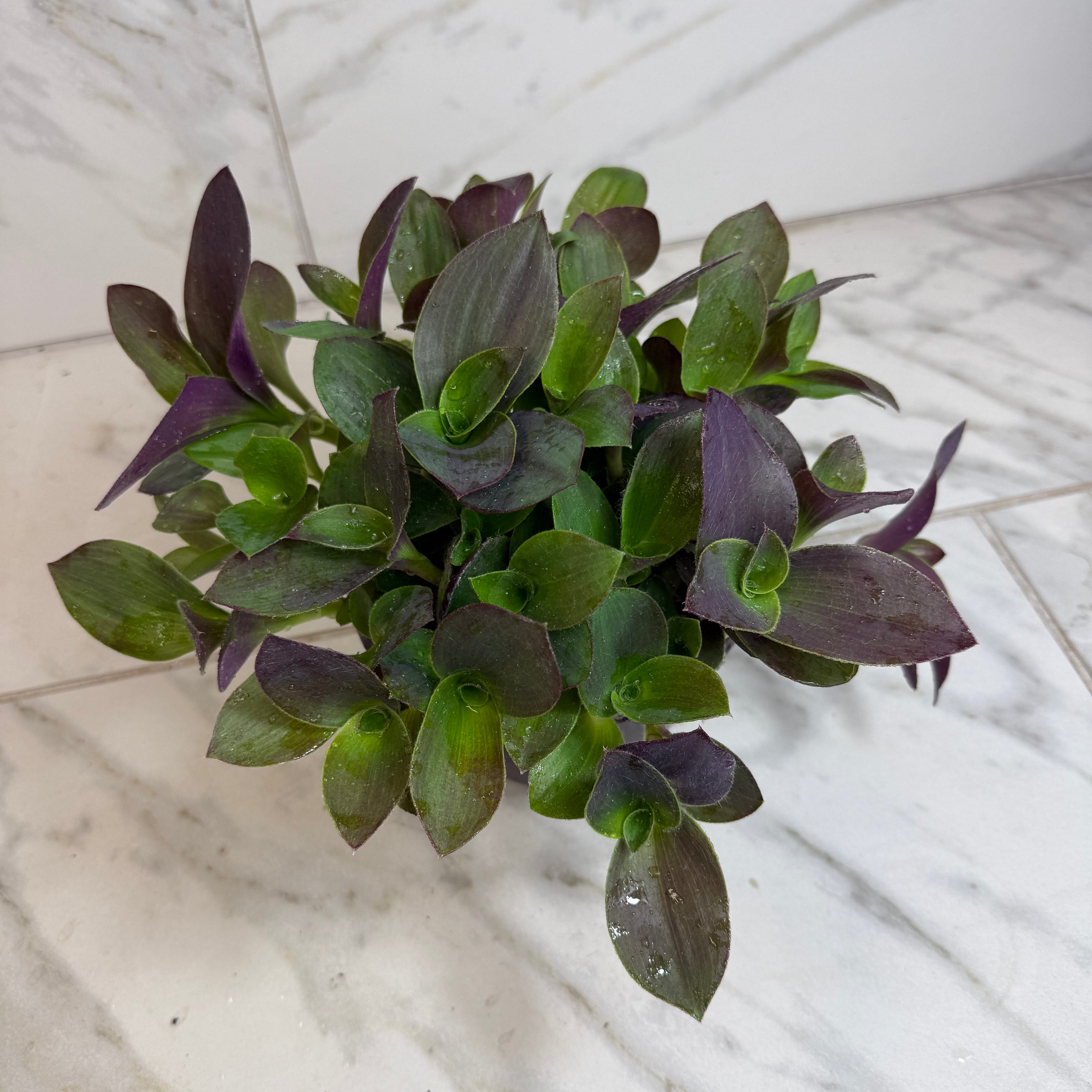 Tradescantia Sillamontana Purple Teddy Bear Vine, 6-inch Plant — product image 2