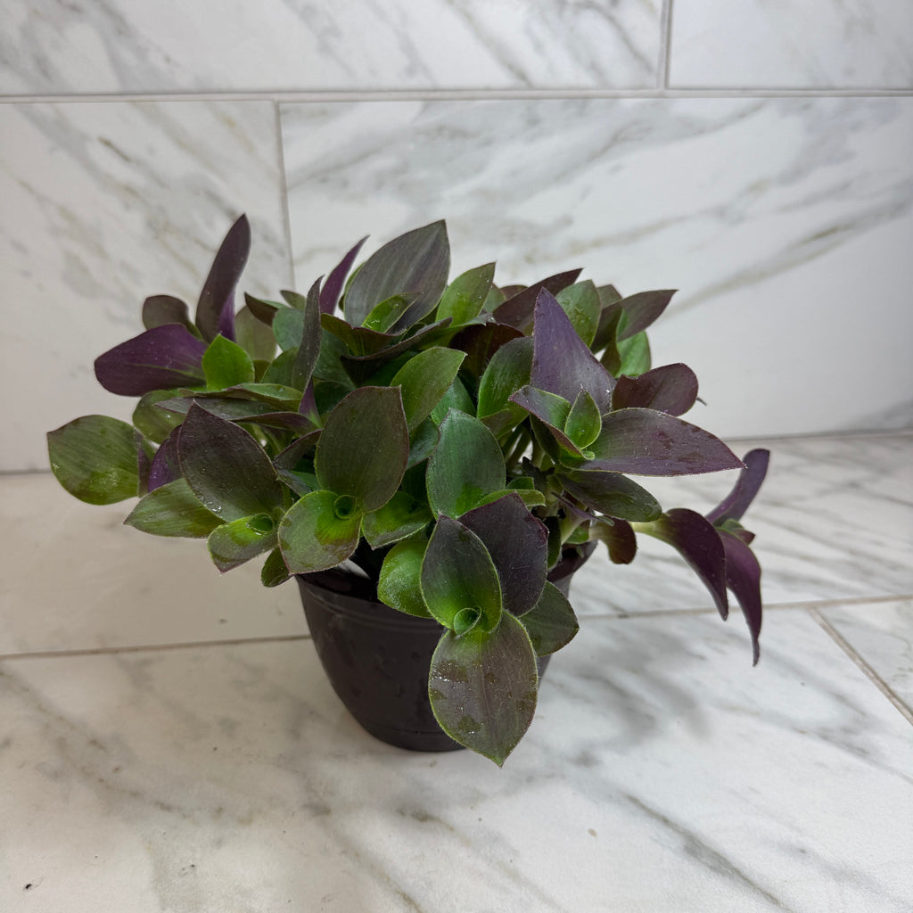 Tradescantia Sillamontana Purple Teddy Bear Vine, 6-inch Plant