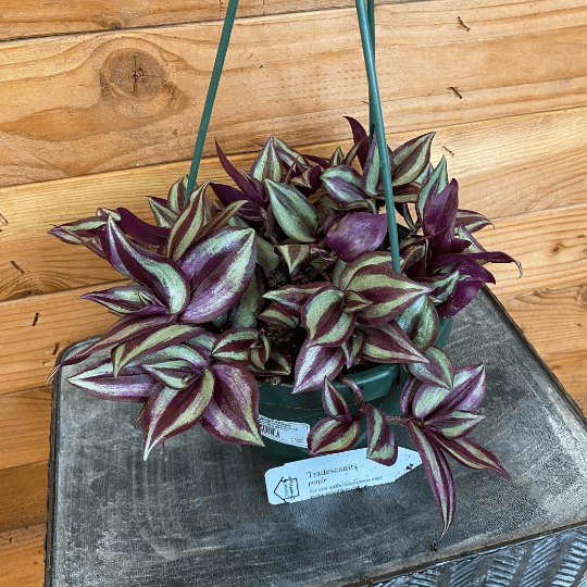 Tradescantia Zebrina Purple, 6-inch Plant — product image 2