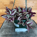 Tradescantia Zebrina Purple, 6-inch Plant