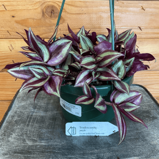Tradescantia Zebrina Purple, 6-inch Plant