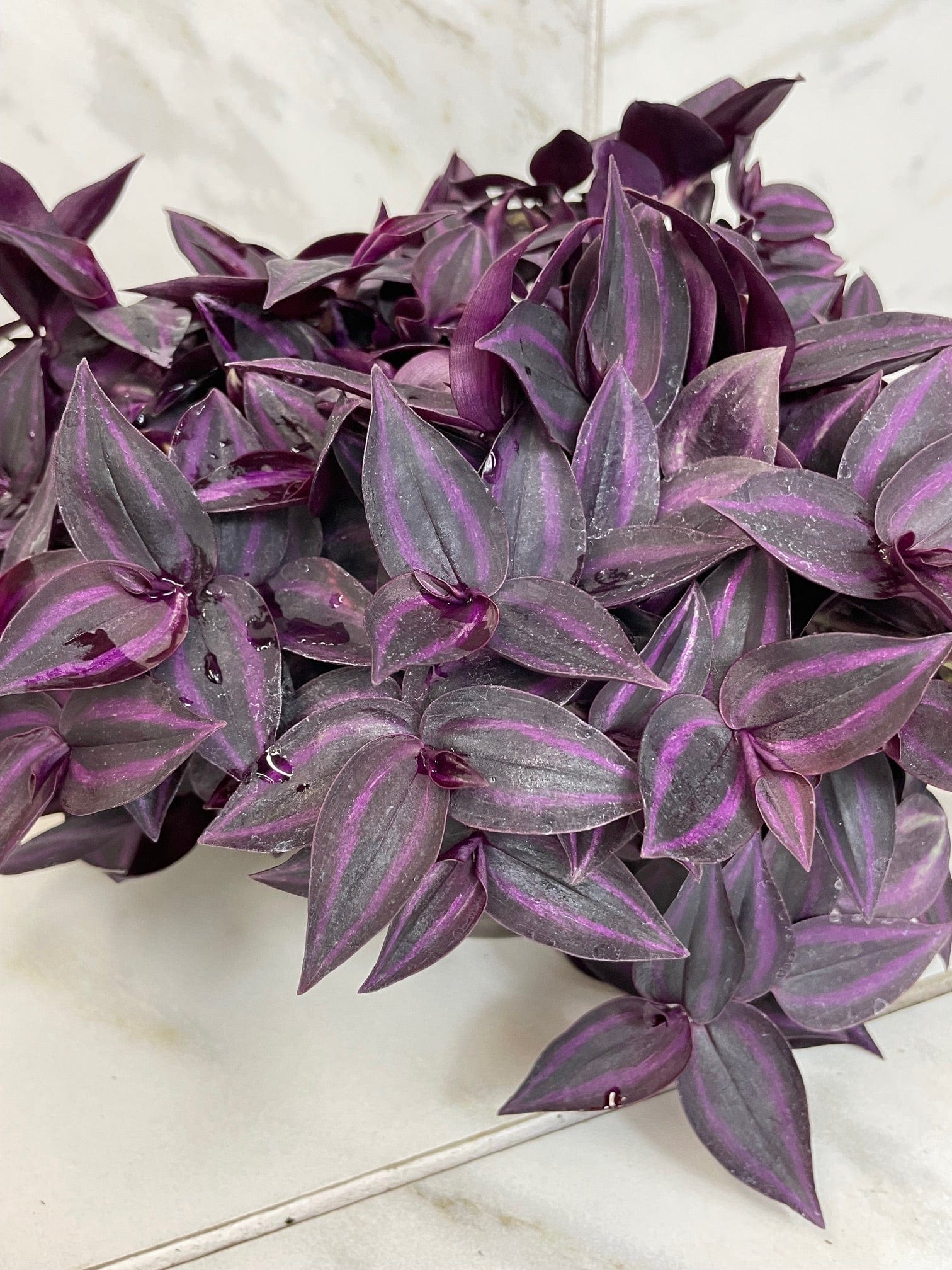 Tradescantia Zebrina Red Mini, 6-inch Plant — product image 5