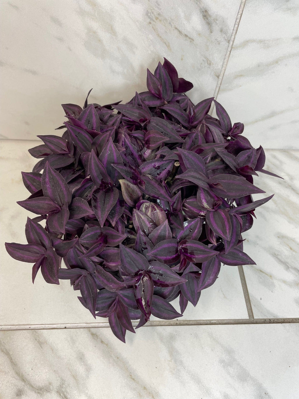 Tradescantia Zebrina Red Mini, 6-inch Plant — product image 4
