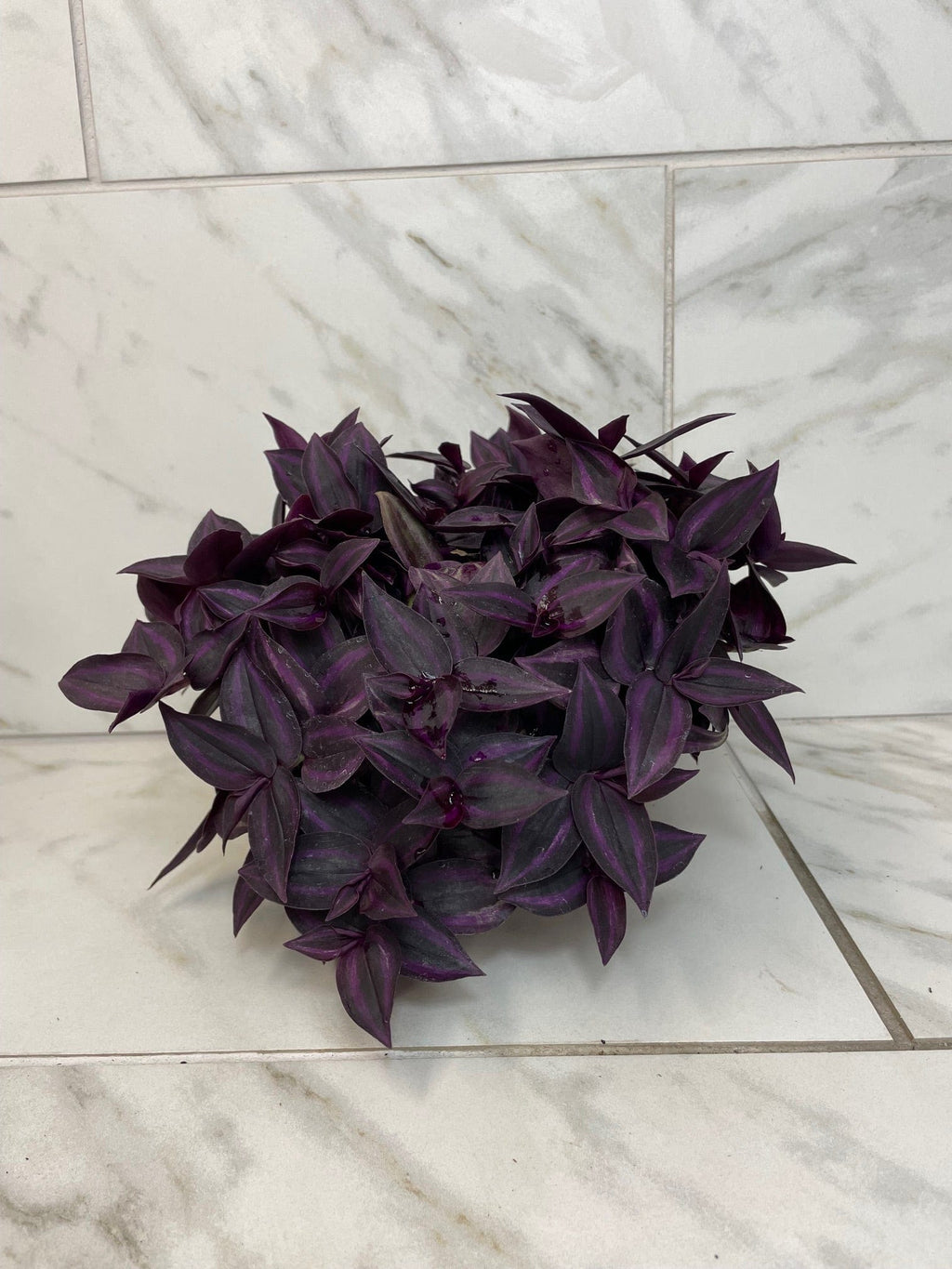 Tradescantia Zebrina Red Mini, 6-inch Plant — product image 3