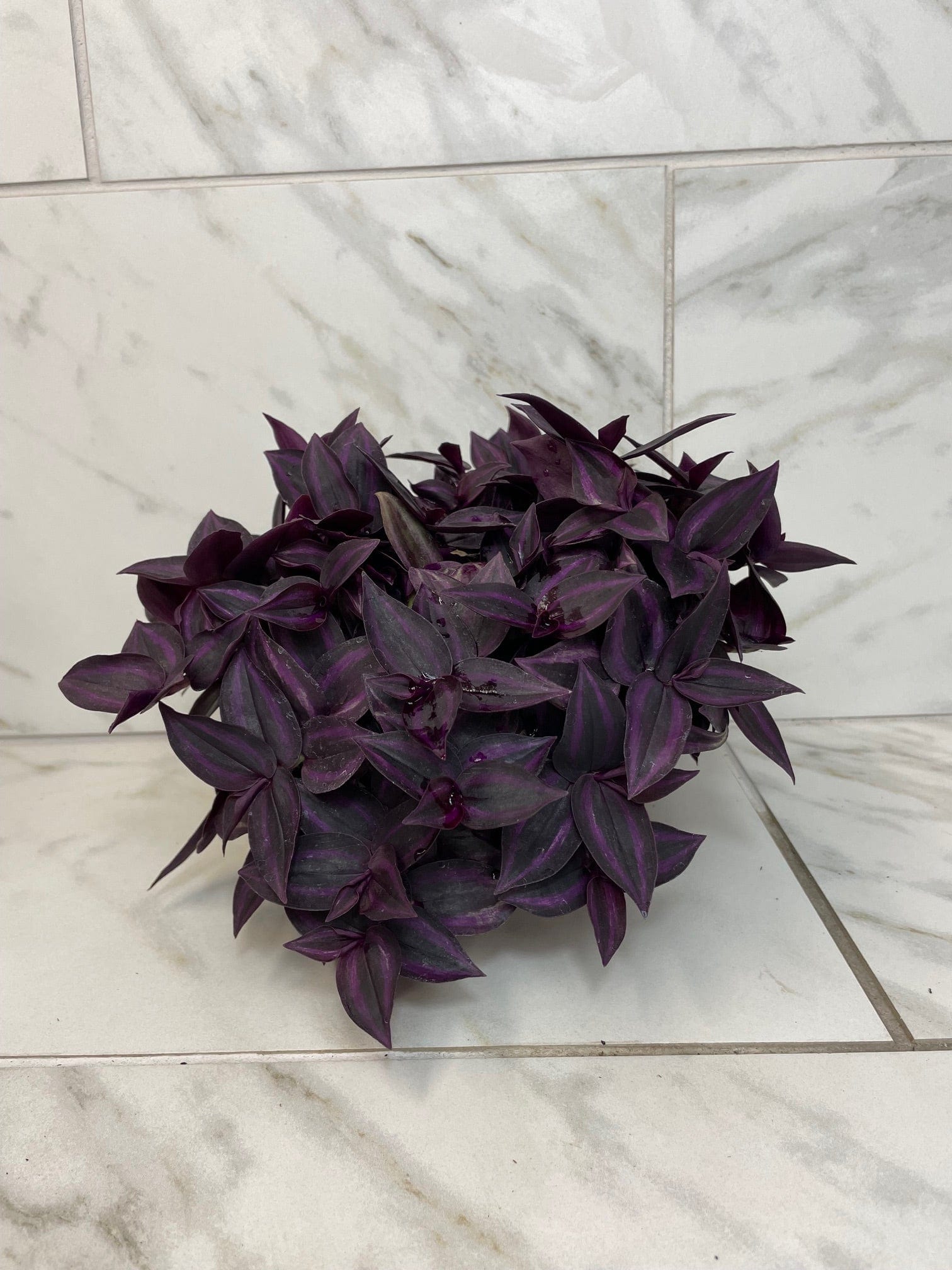 Tradescantia Zebrina Red Mini, 6-inch Plant — product image 3