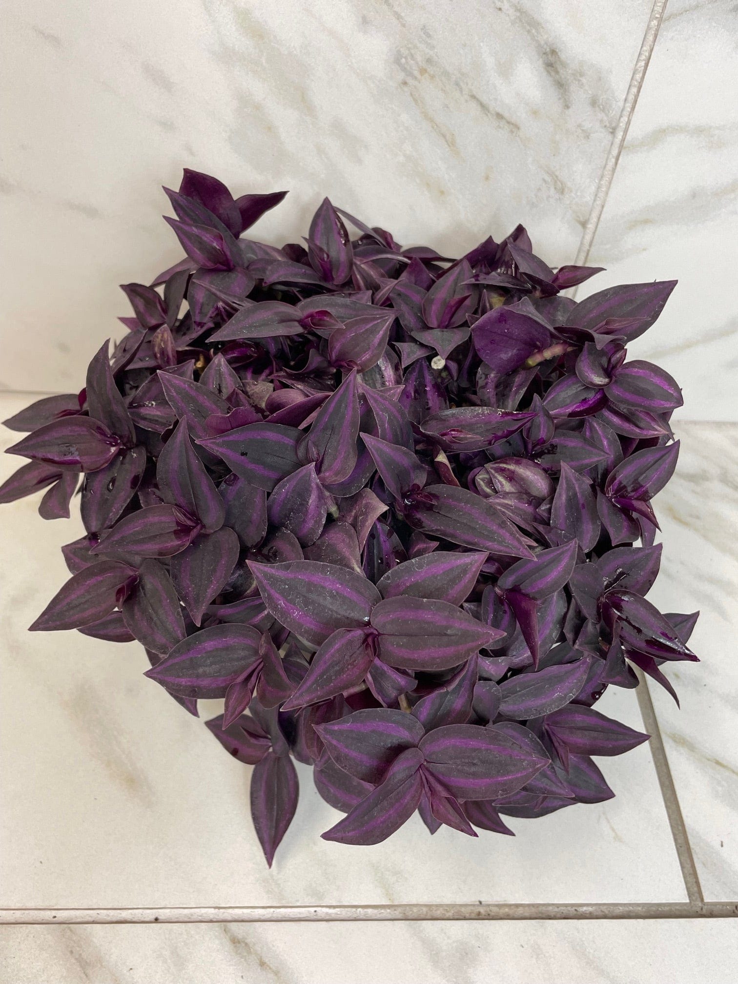 Tradescantia Zebrina Red Mini, 6-inch Plant — product image 2