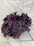 Tradescantia Zebrina Red Mini, 6-inch Plant
