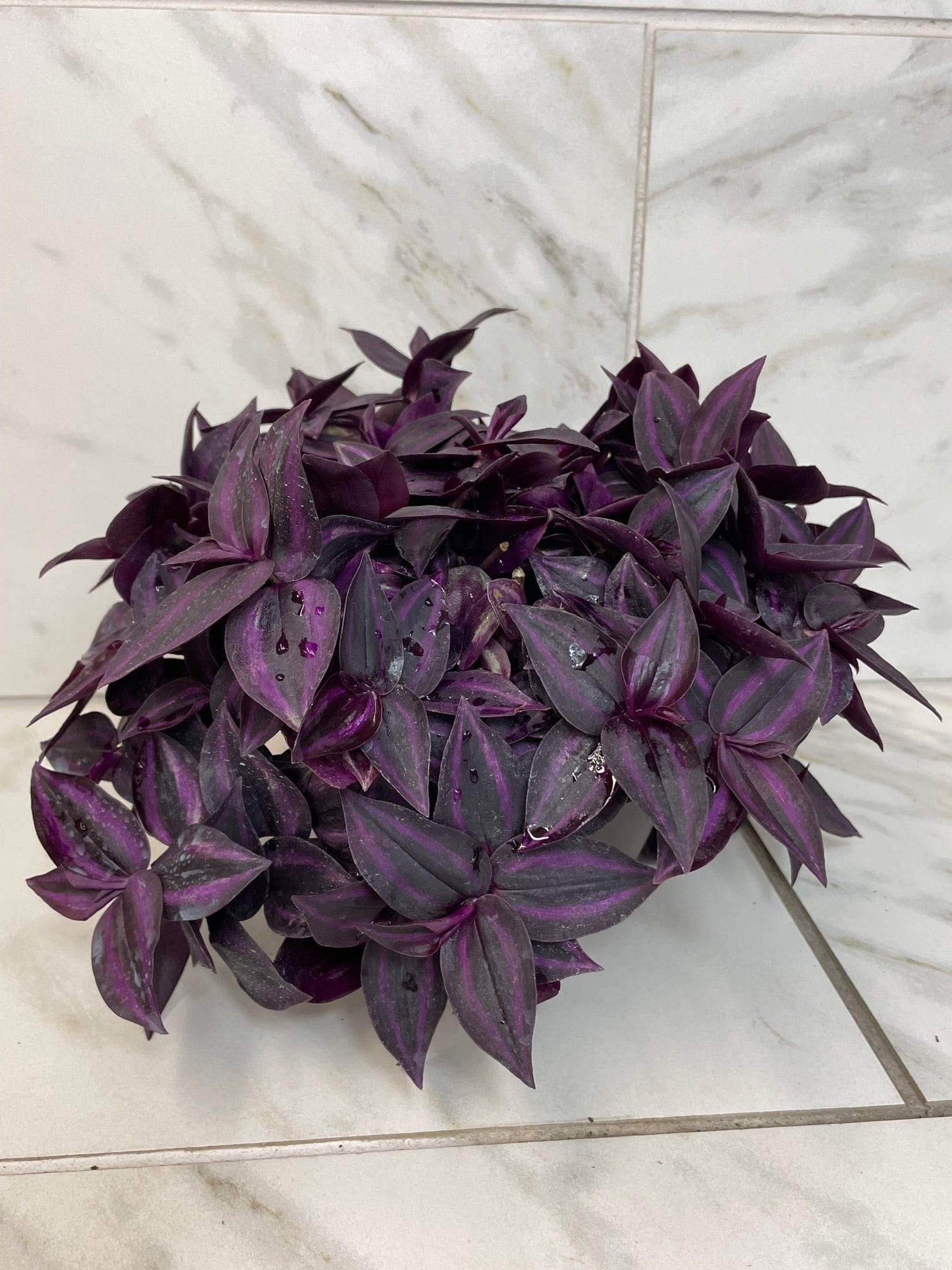 Tradescantia Zebrina Red Mini, 6-inch Plant