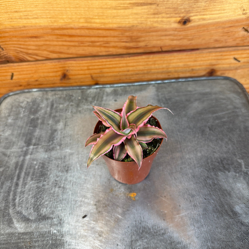 Pink Earth Star (Cryptanthus), 2-inch Plant — product image 2