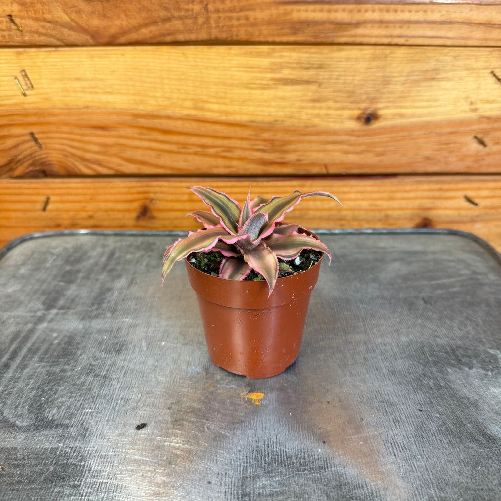 Pink Earth Star (Cryptanthus), 2-inch Plant