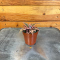 Pink Earth Star (Cryptanthus), 2-inch Plant