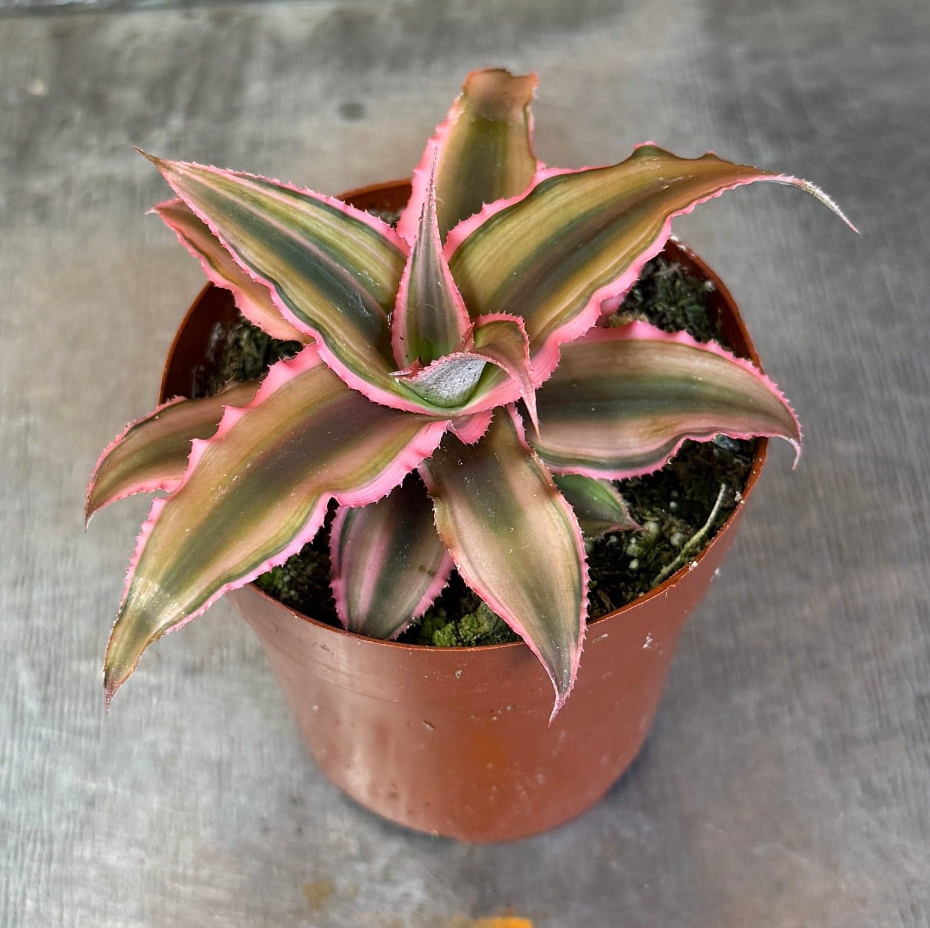 Pink Earth Star (Cryptanthus), 2-inch Plant — product image 4
