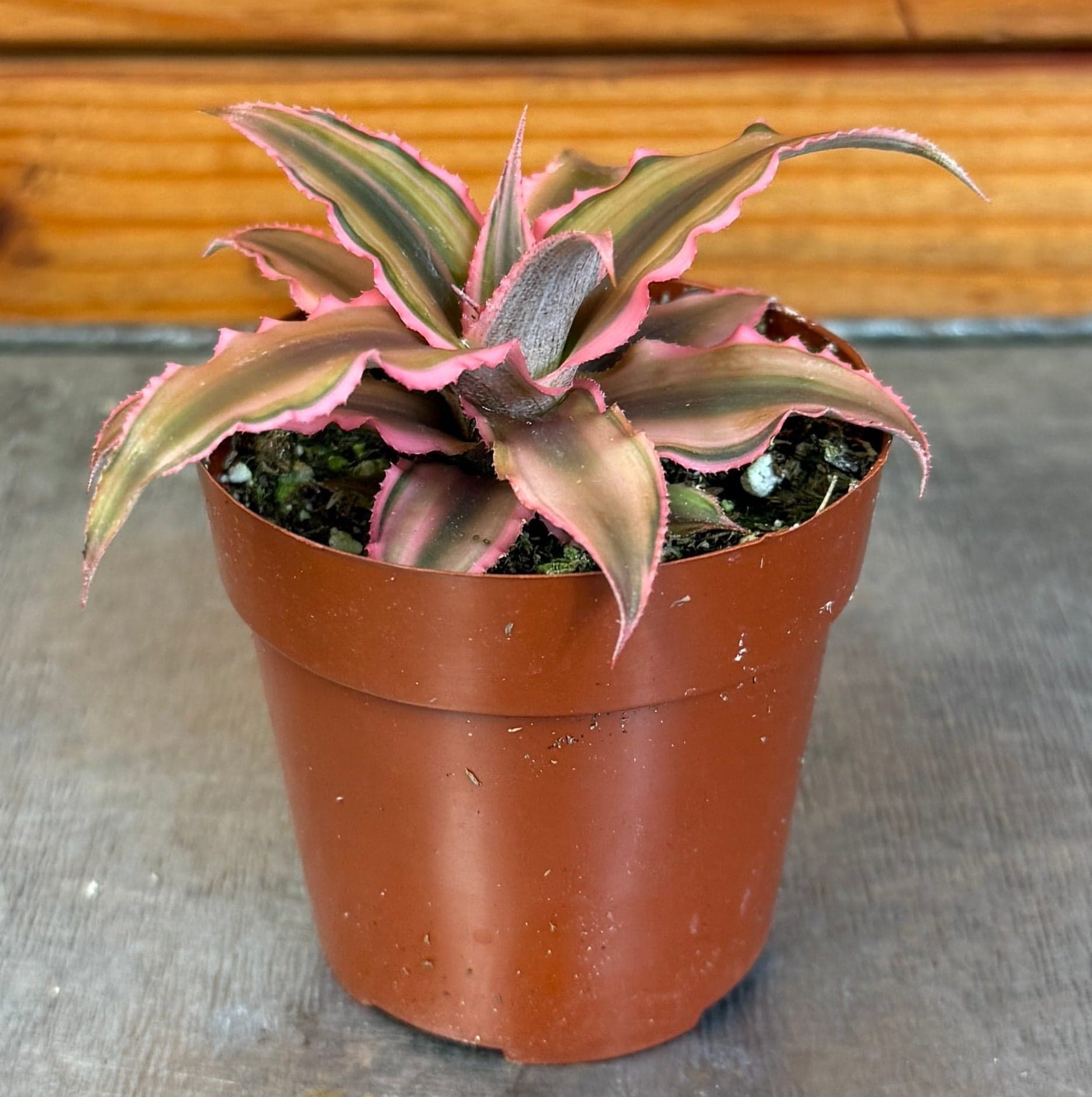 Pink Earth Star (Cryptanthus), 2-inch Plant — product image 3